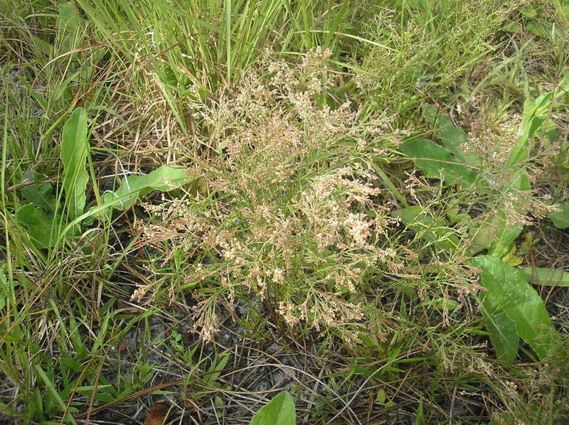 Piedmont Pinweed photo 2
