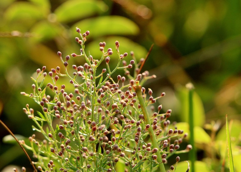 Piedmont Pinweed photo 3