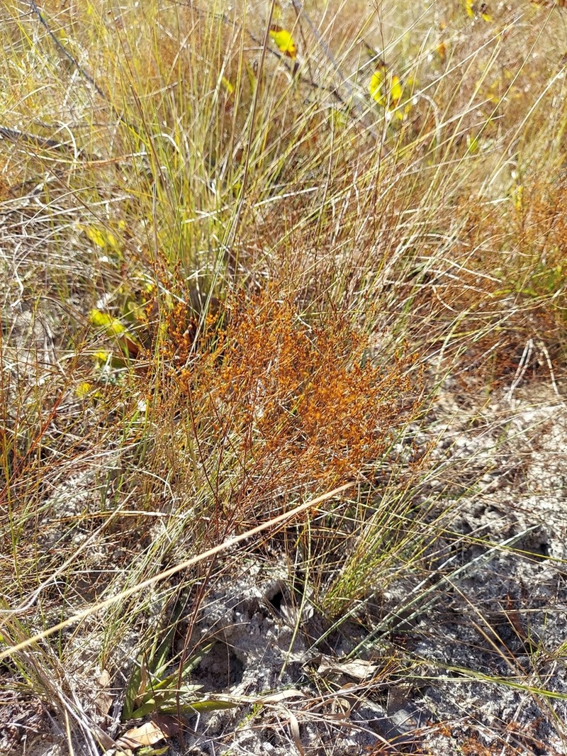 Piedmont Pinweed photo 4