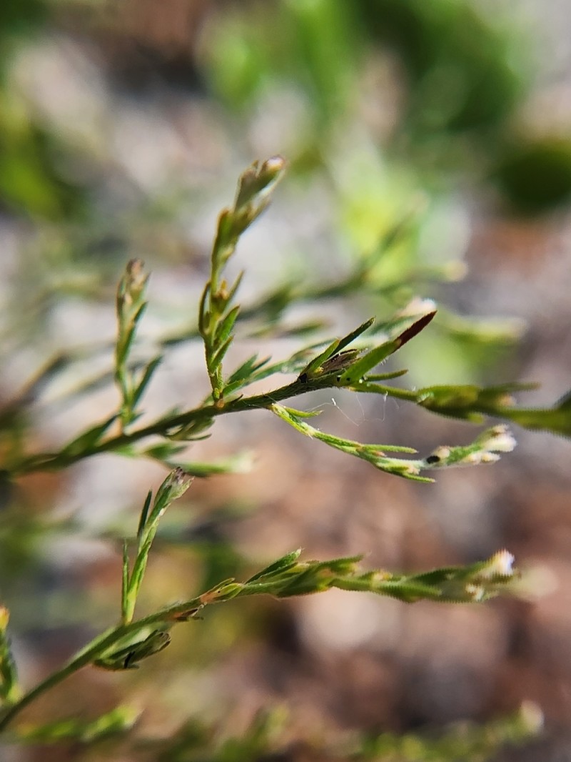 Piedmont Pinweed photo 5