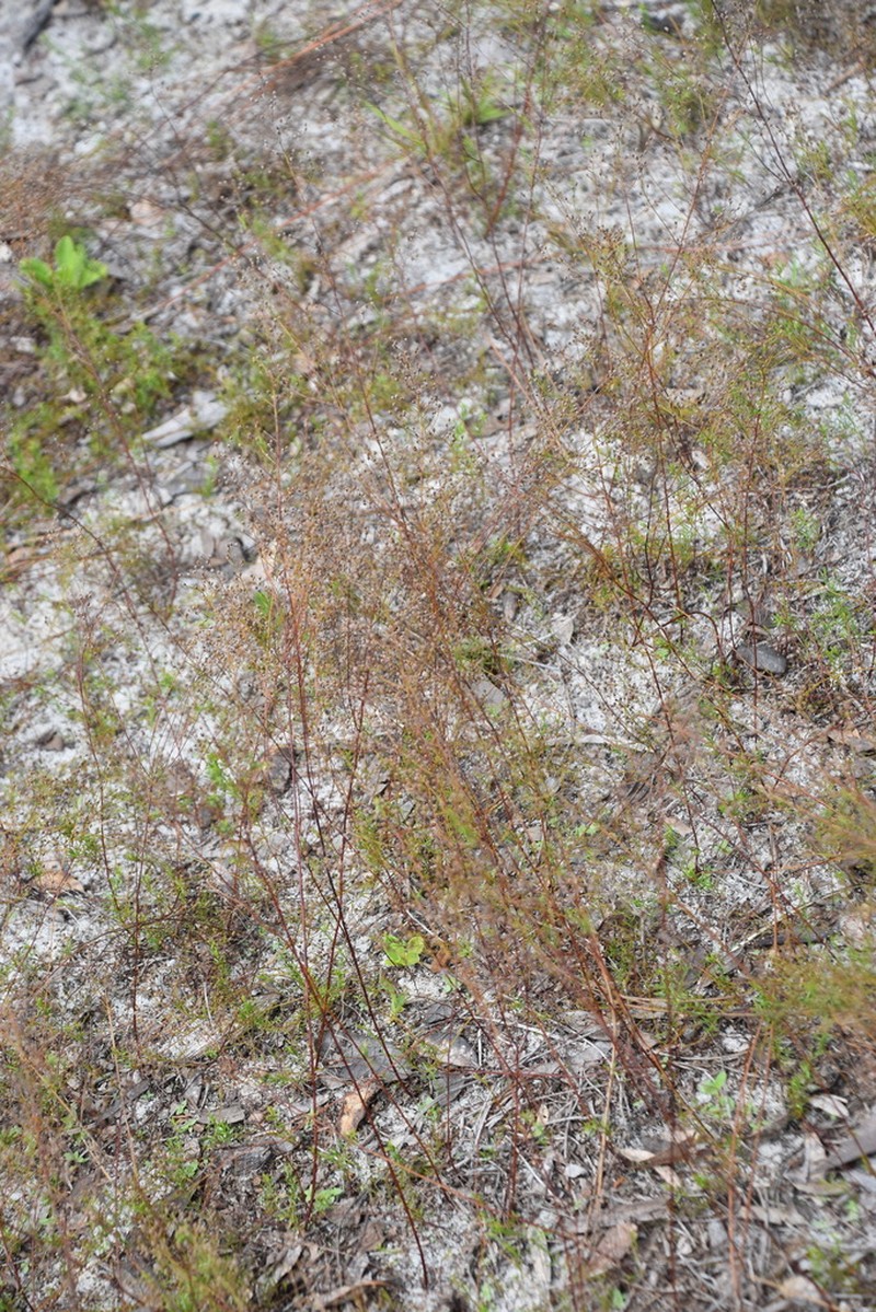 Piedmont Pinweed photo 6