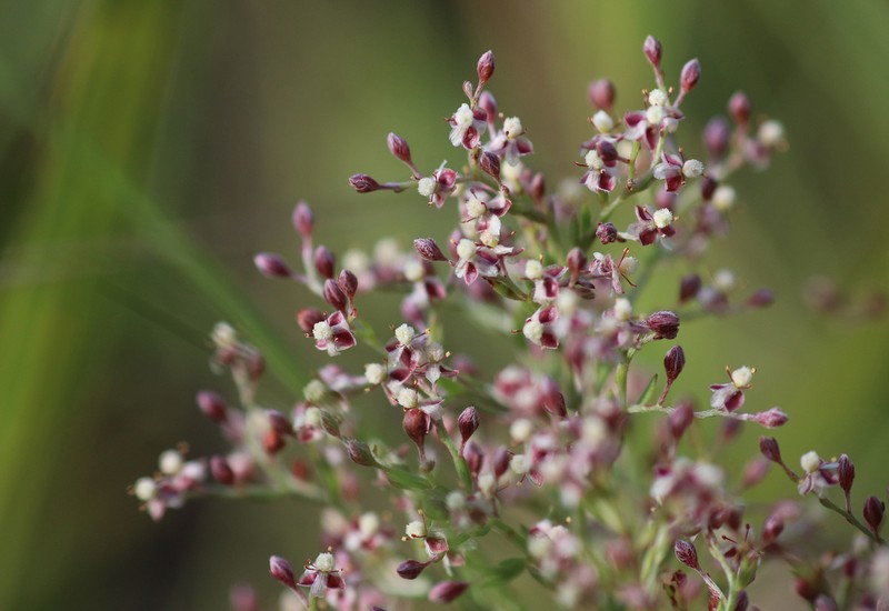 Piedmont Pinweed photo 7