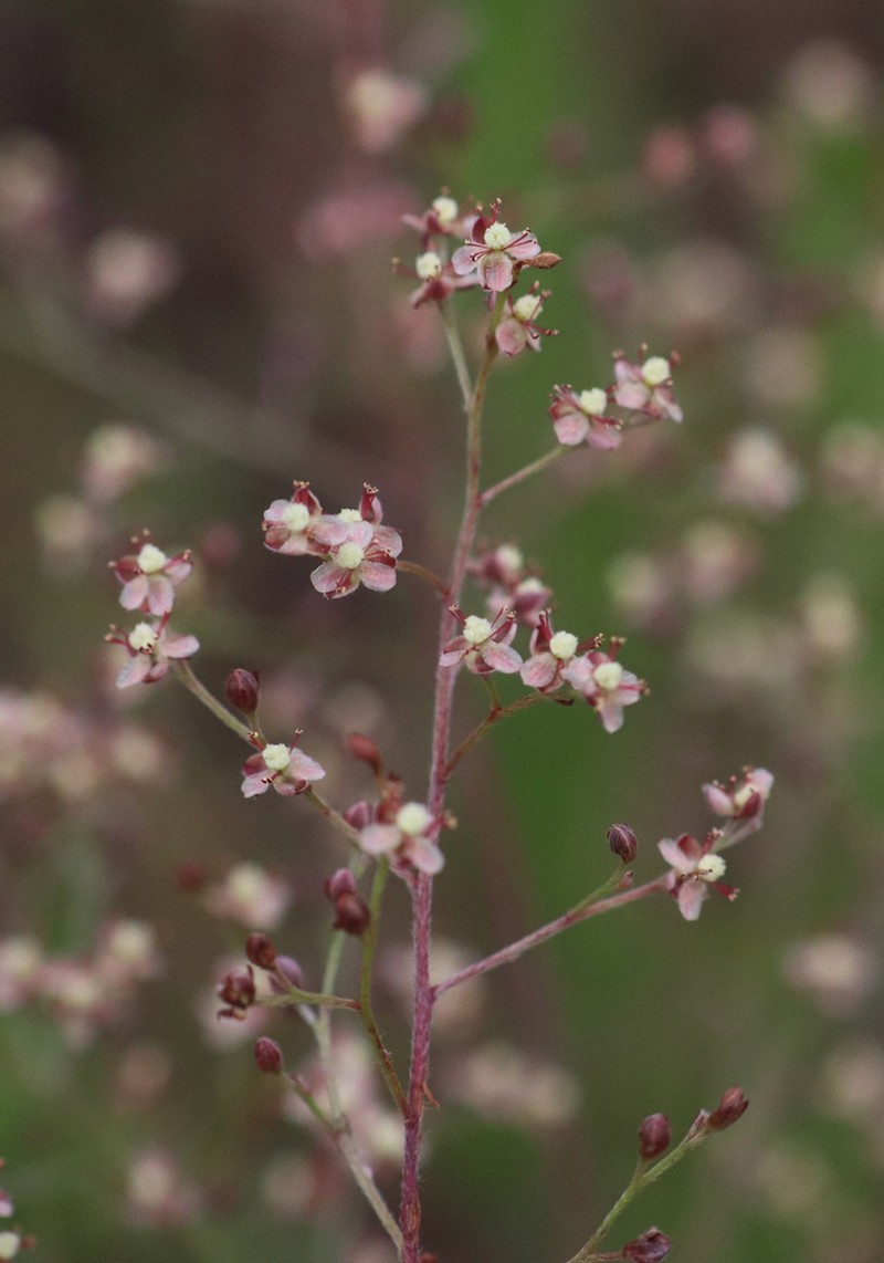 Piedmont Pinweed photo 8