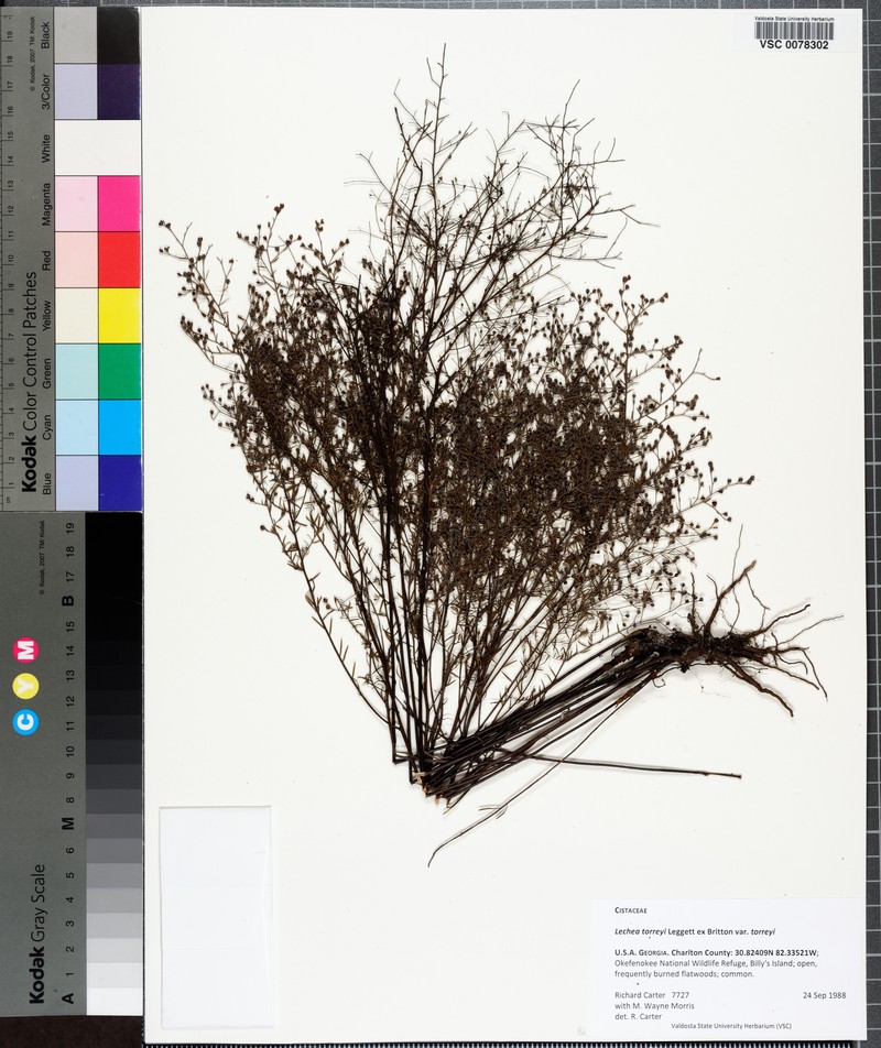 Lechea torreyi var. torreyi