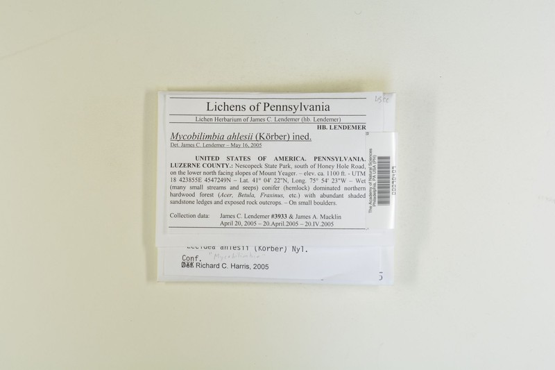 Lecidea ahlesii photo 4