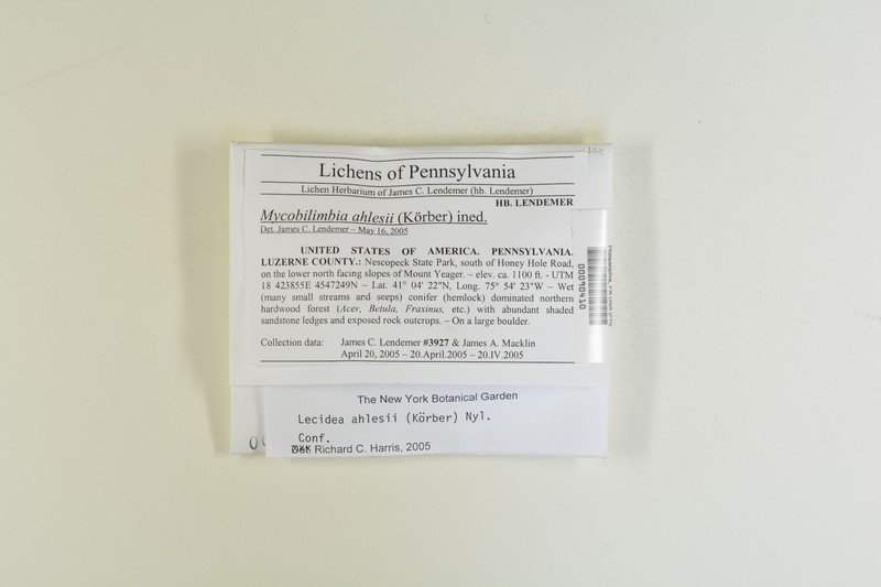 Lecidea ahlesii photo 5