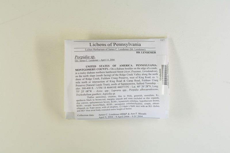 Lecidea ahlesii photo 6