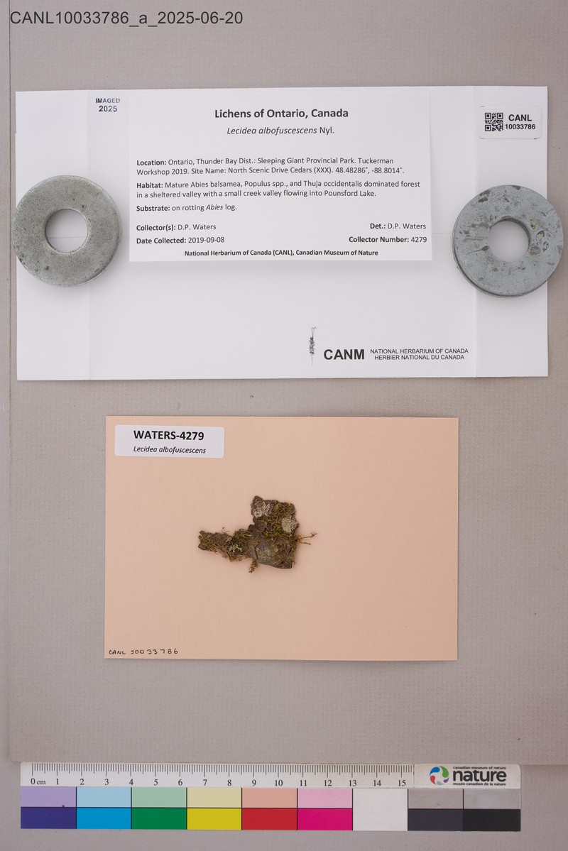 Lecidea Lichen