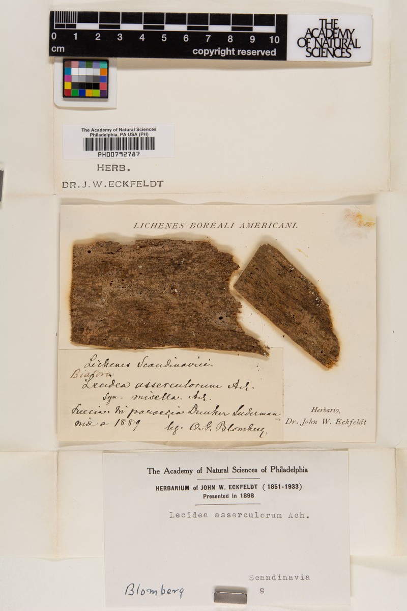 Lecidea amaurospoda photo 3