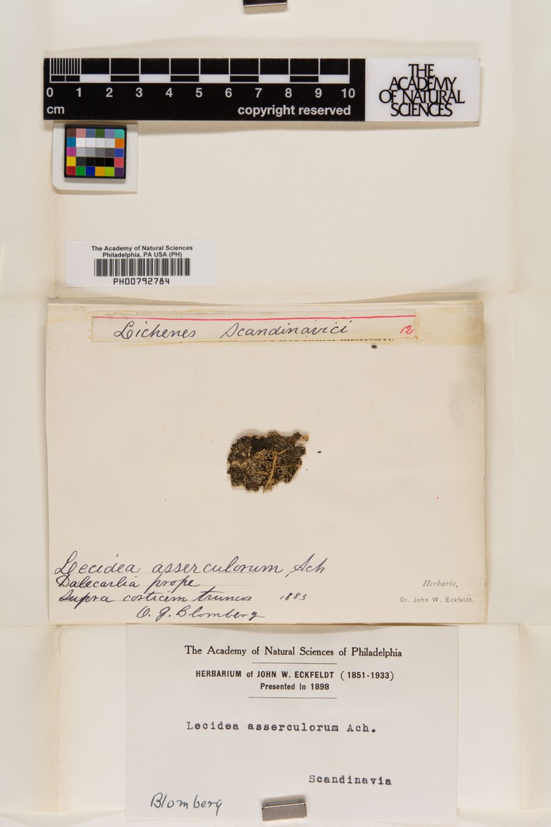 Lecidea amaurospoda photo 4