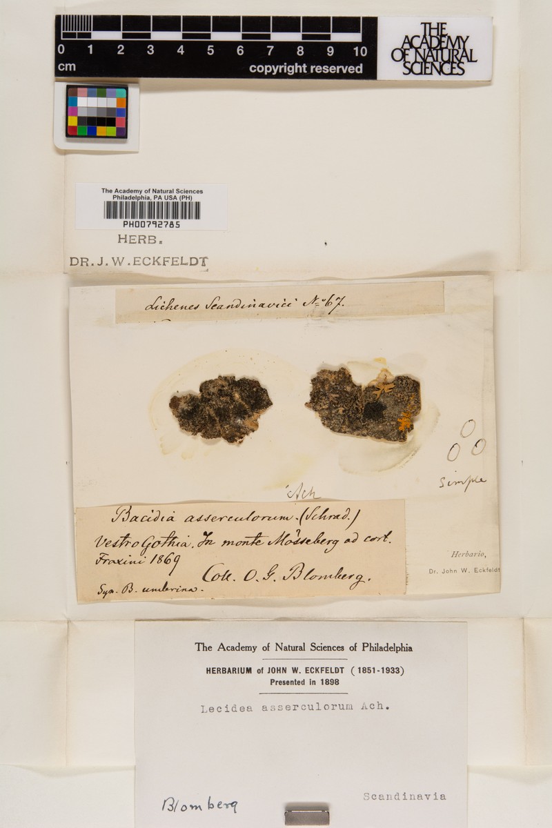 Lecidea amaurospoda photo 5