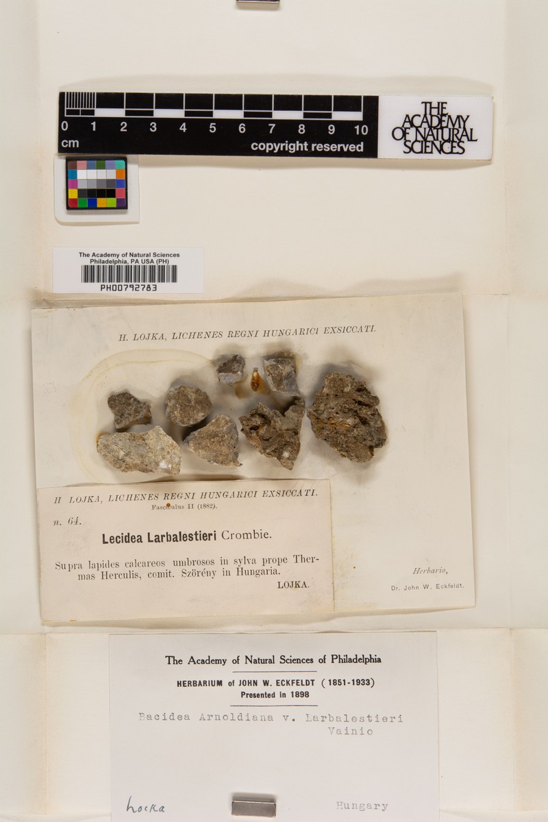 Lecidea amaurospoda photo 6