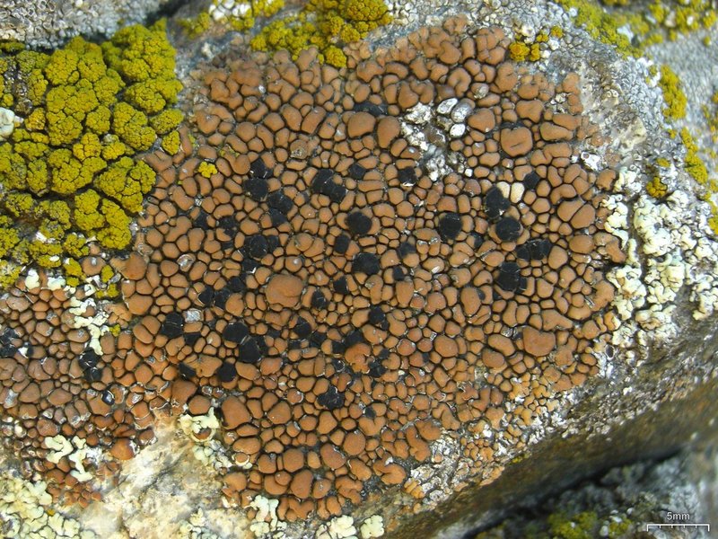 Lecidea Lichen