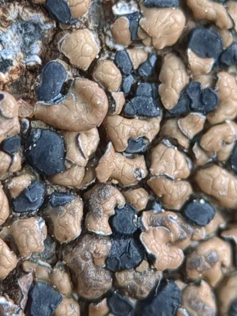 Lecidea Lichen