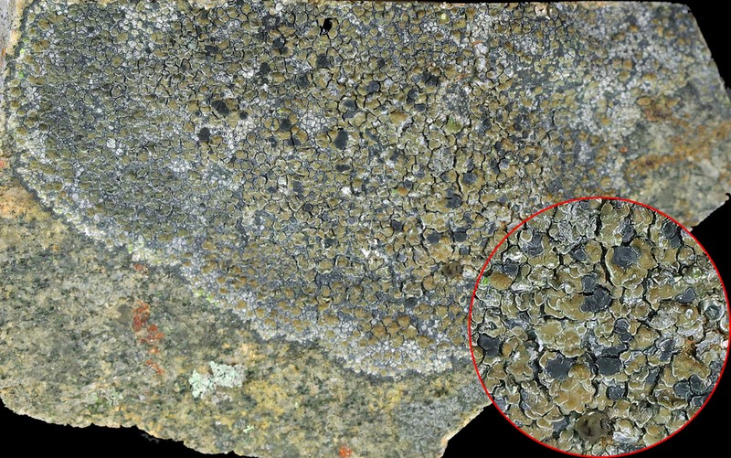 Lecidea Lichen photo 2