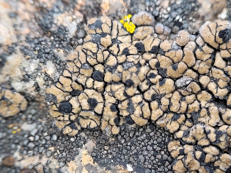 Lecidea Lichen photo 3