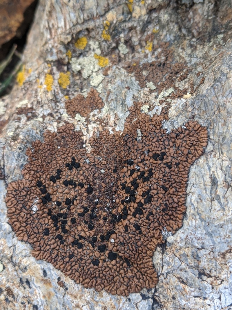 Lecidea Lichen photo 4