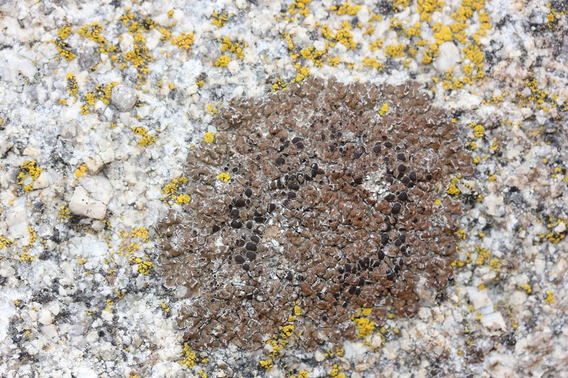 Lecidea Lichen photo 5