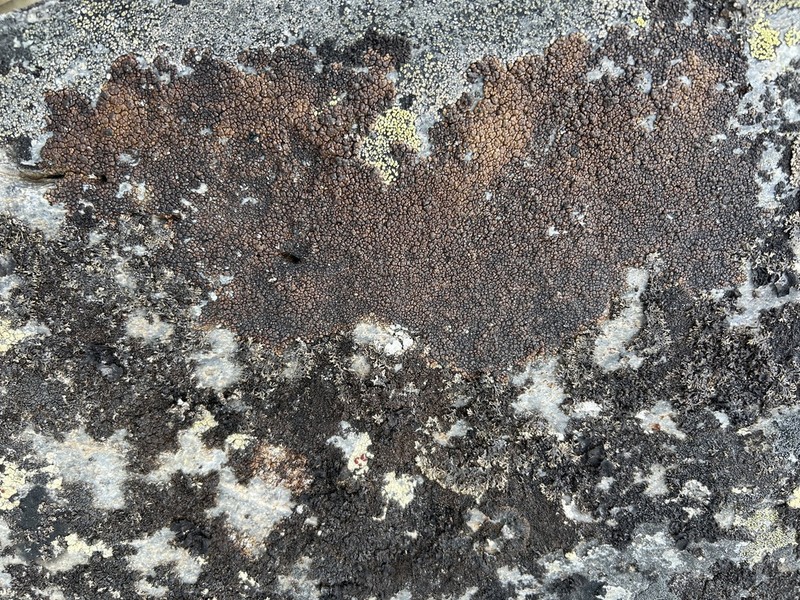 Lecidea Lichen photo 6