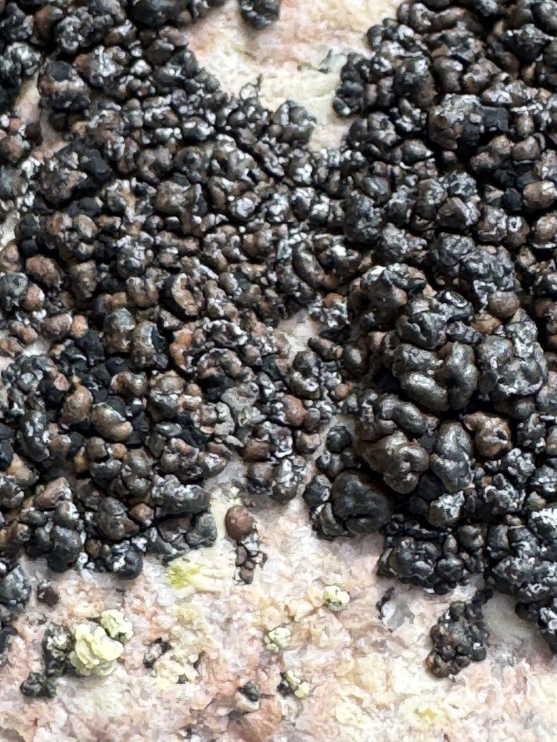 Lecidea Lichen photo 7
