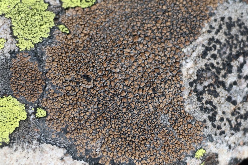 Lecidea Lichen photo 8
