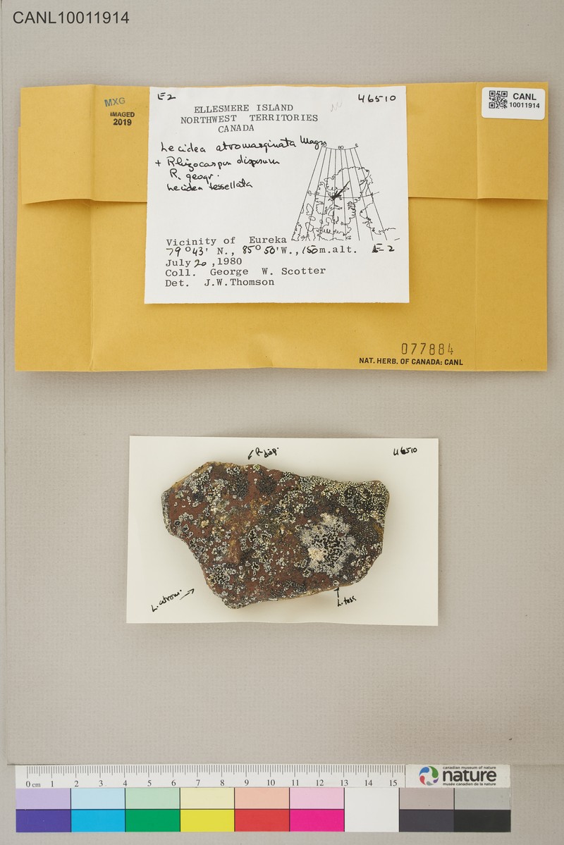 Lecidea Lichen photo 2