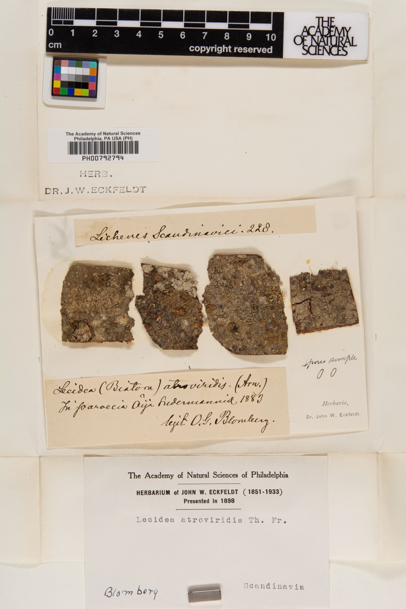 Lecidea Lichen photo 6