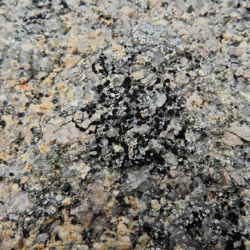 Lecidea Lichen