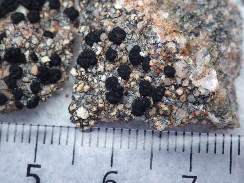 Lecidea Lichen photo 4