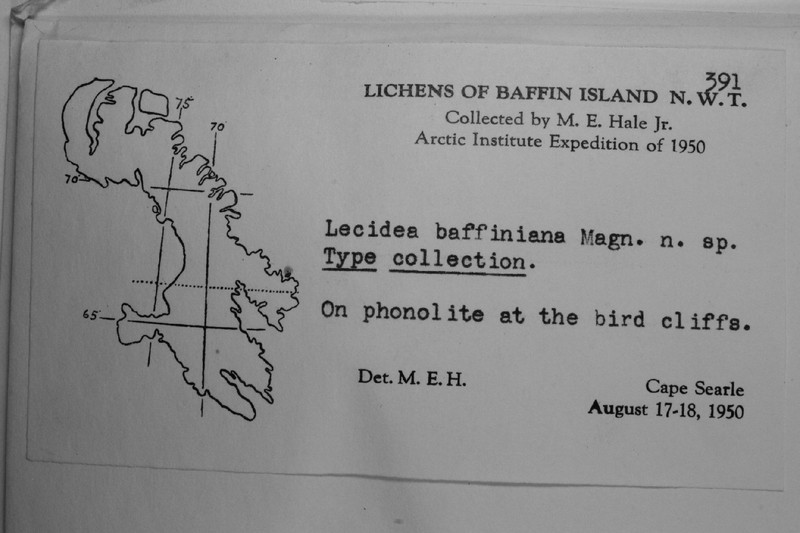 Baffin Lecidea Lichen photo 2