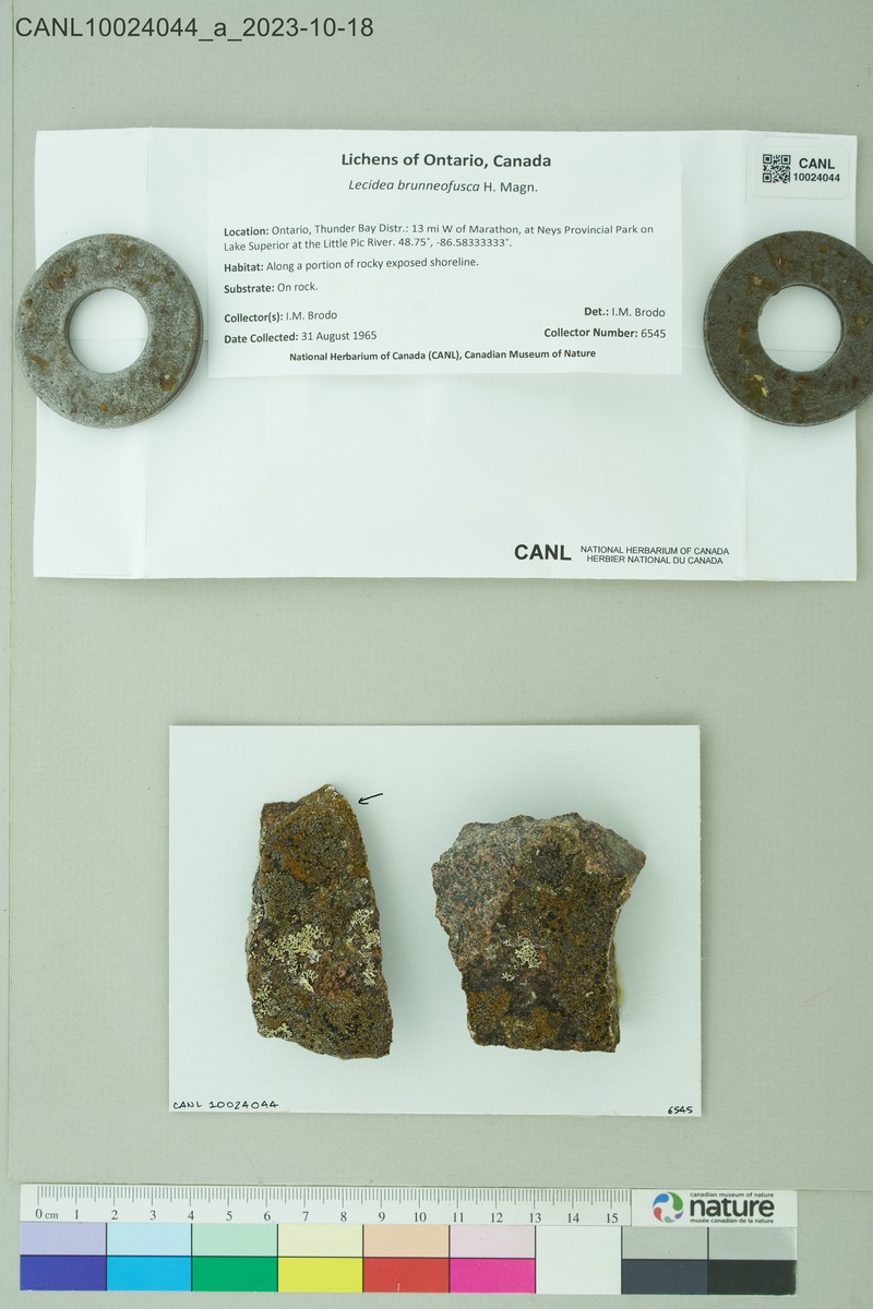 Lecidea Lichen
