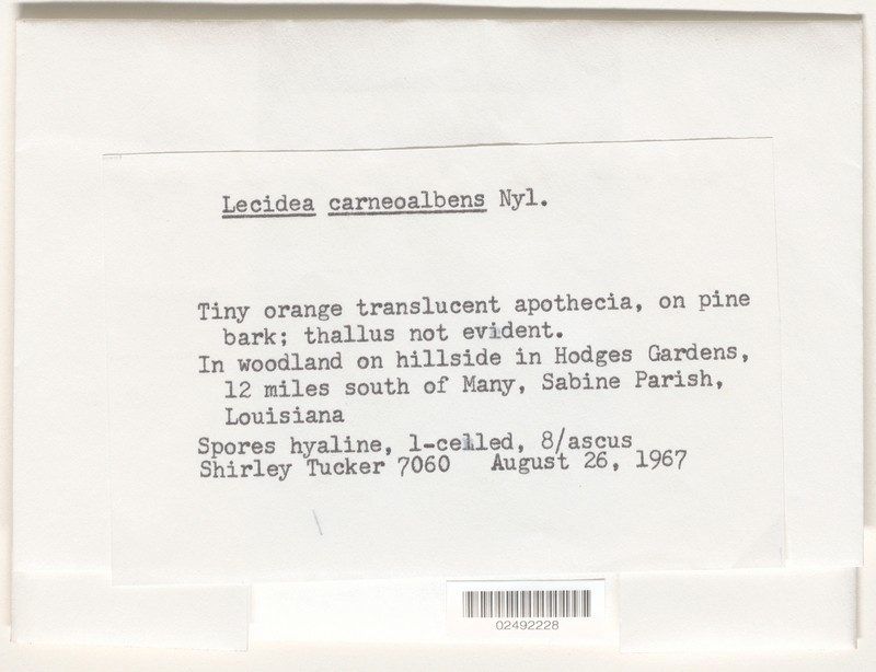 Lecidea Lichen