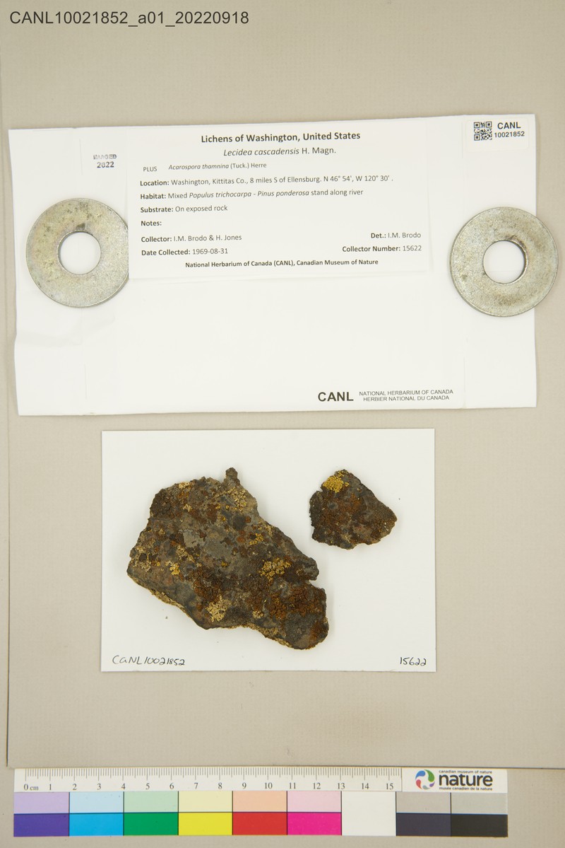 Cascade Lecidea Lichen