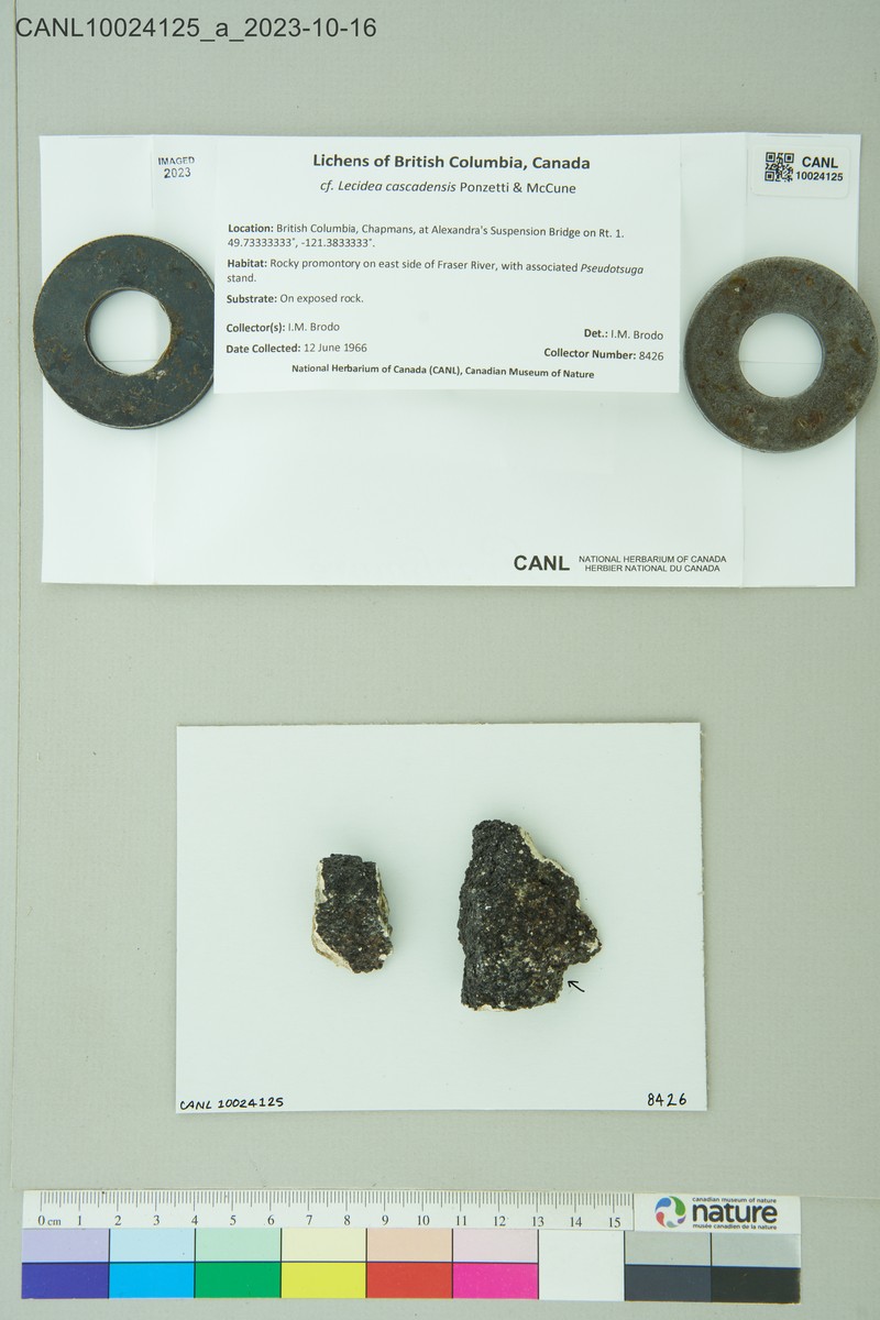 Cascade Lecidea Lichen photo 2