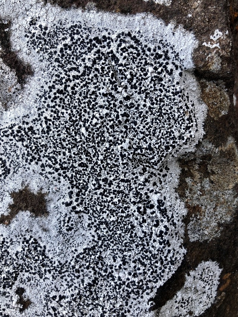 Lecidea Lichen