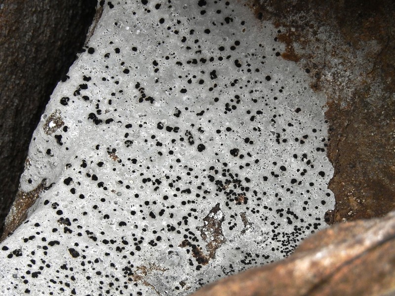 Lecidea Lichen photo 2
