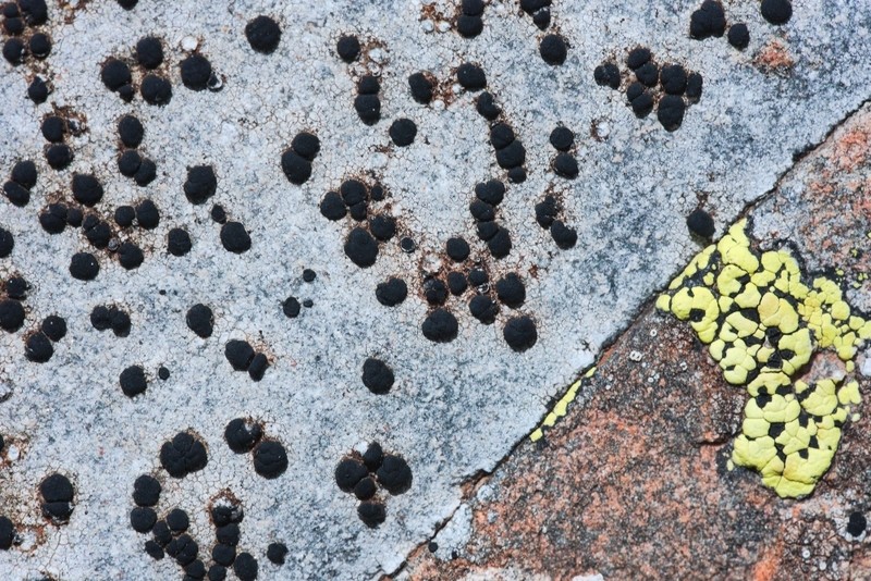 Lecidea Lichen photo 3
