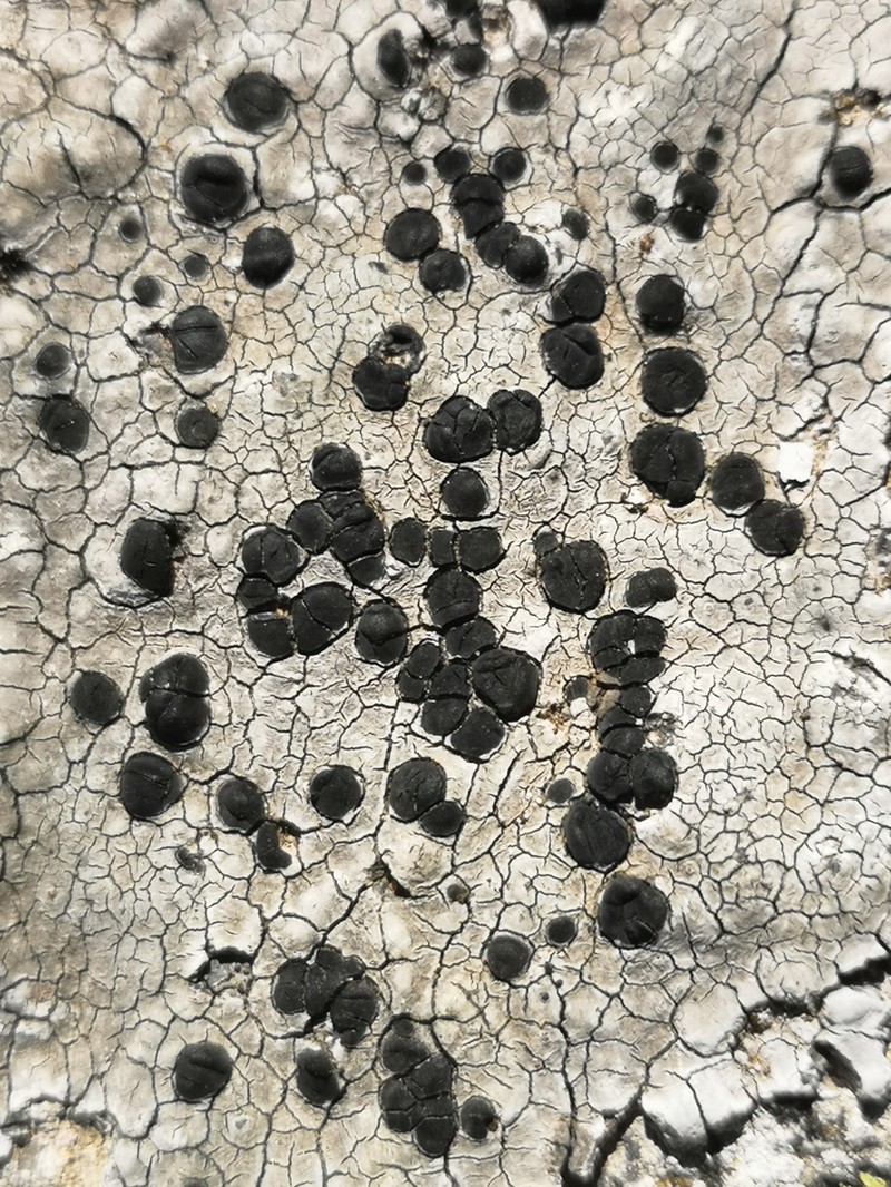 Lecidea Lichen photo 4