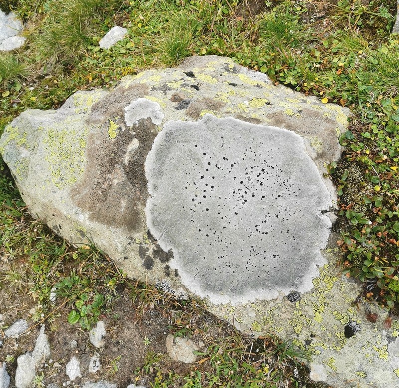 Lecidea Lichen photo 5