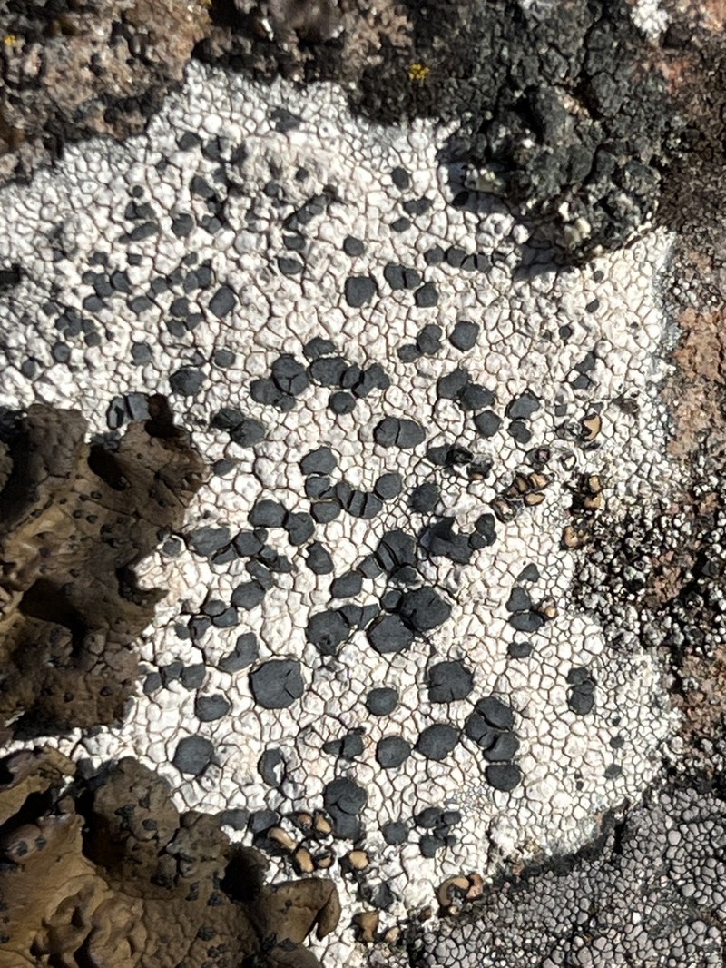 Lecidea Lichen photo 6