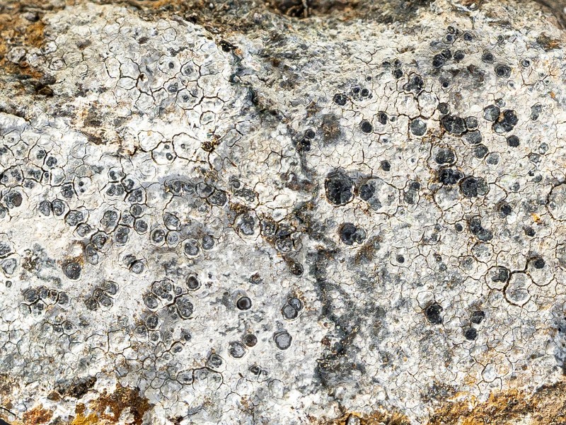 Lecidea Lichen photo 7