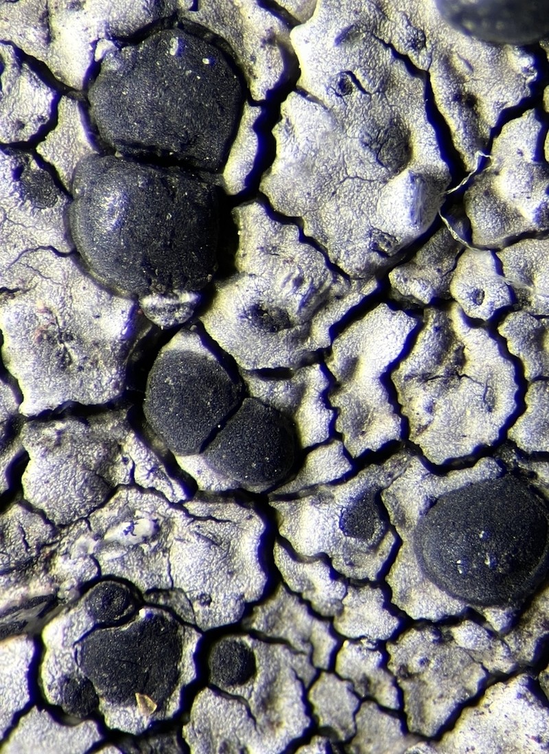 Lecidea Lichen photo 8