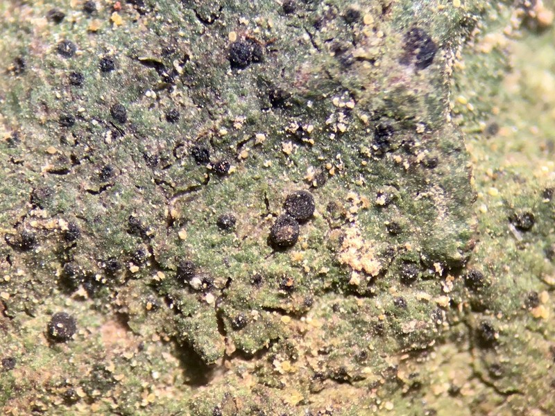 Lecidea cyrtidia photo 2