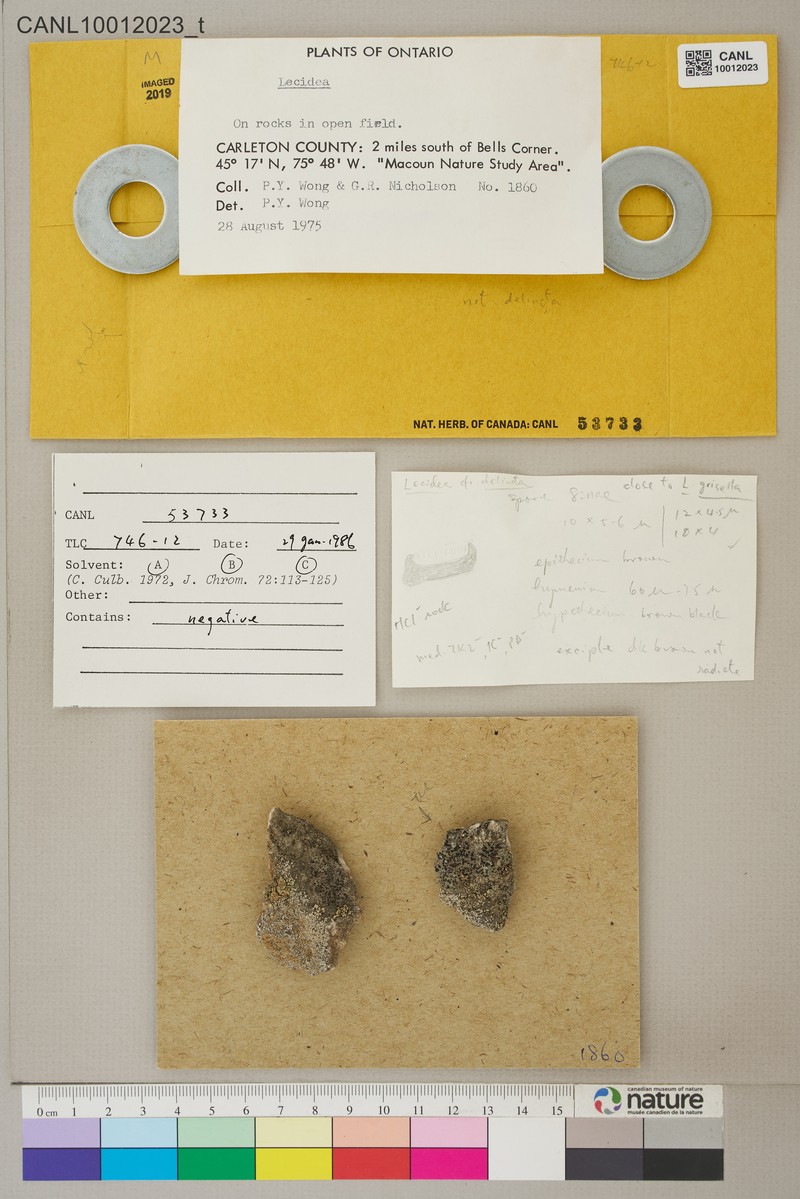 Lecidea Lichen