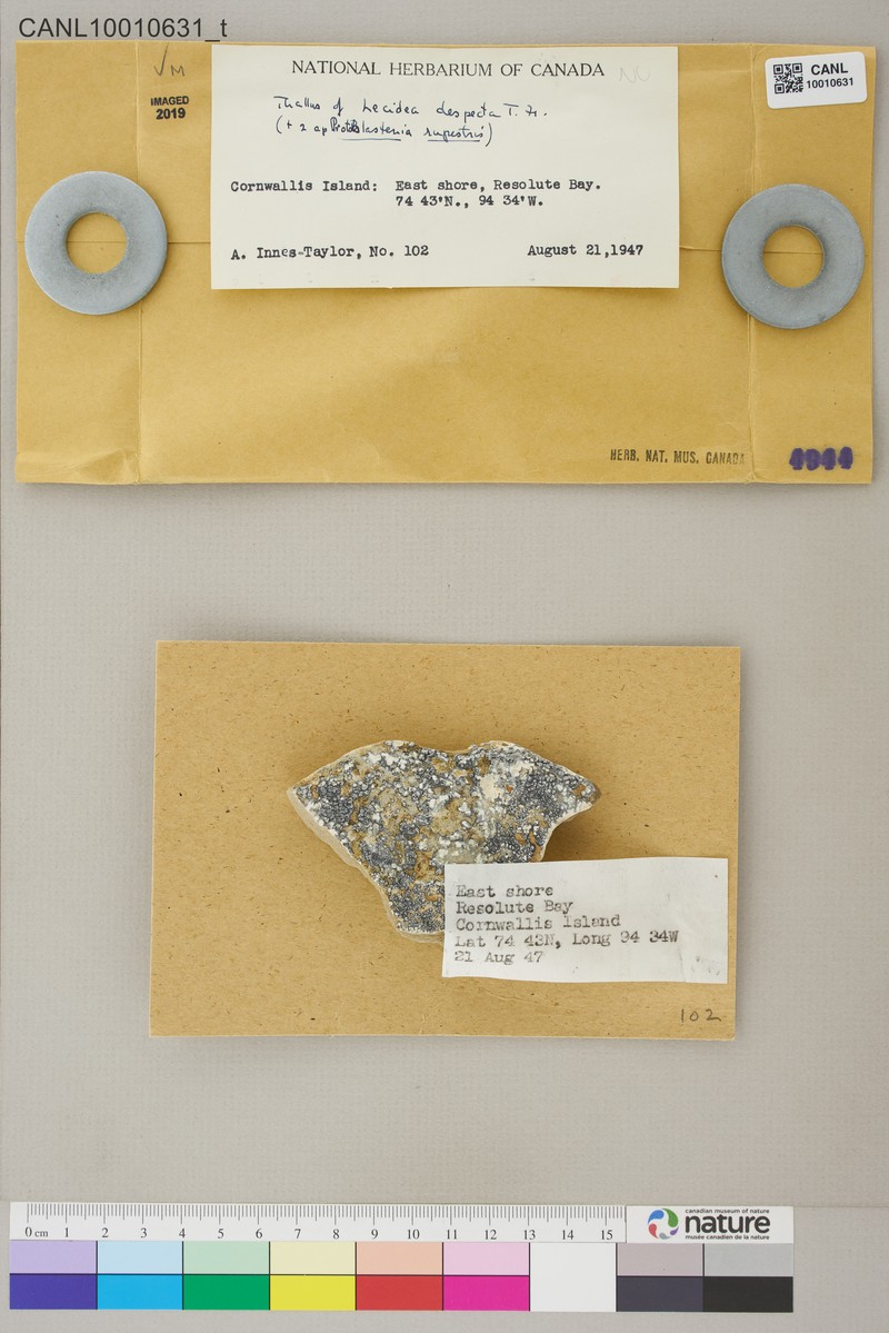 Lecidea Lichen