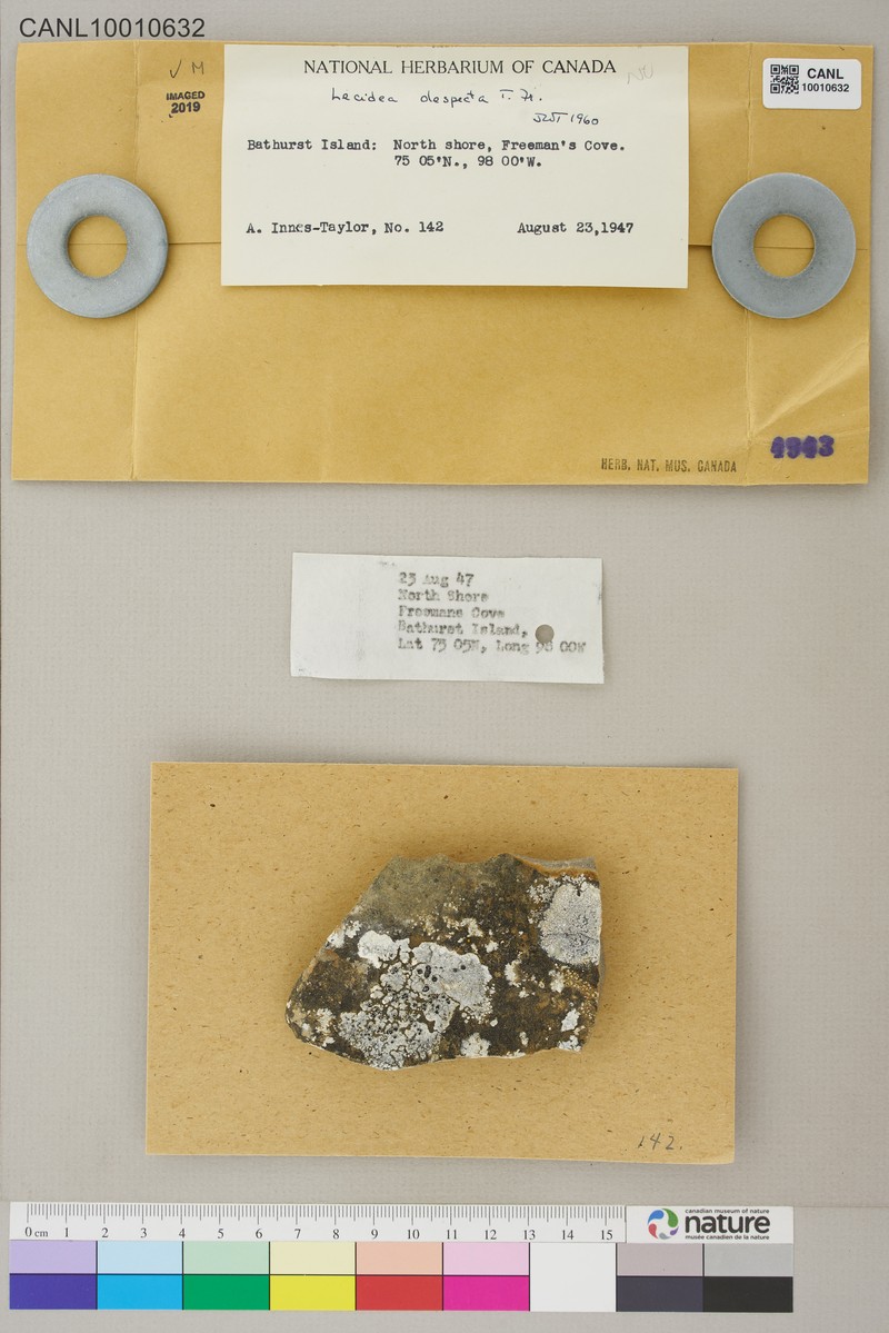 Lecidea Lichen photo 2