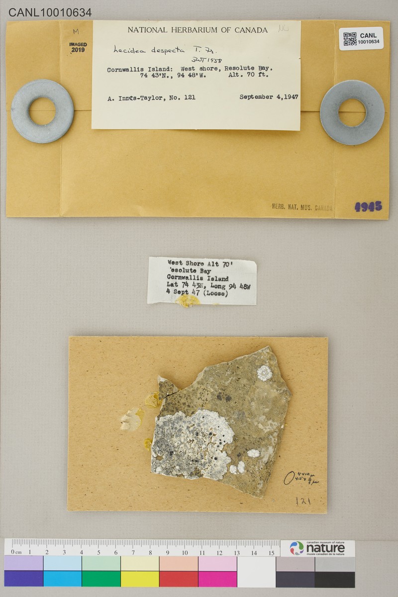 Lecidea Lichen photo 3