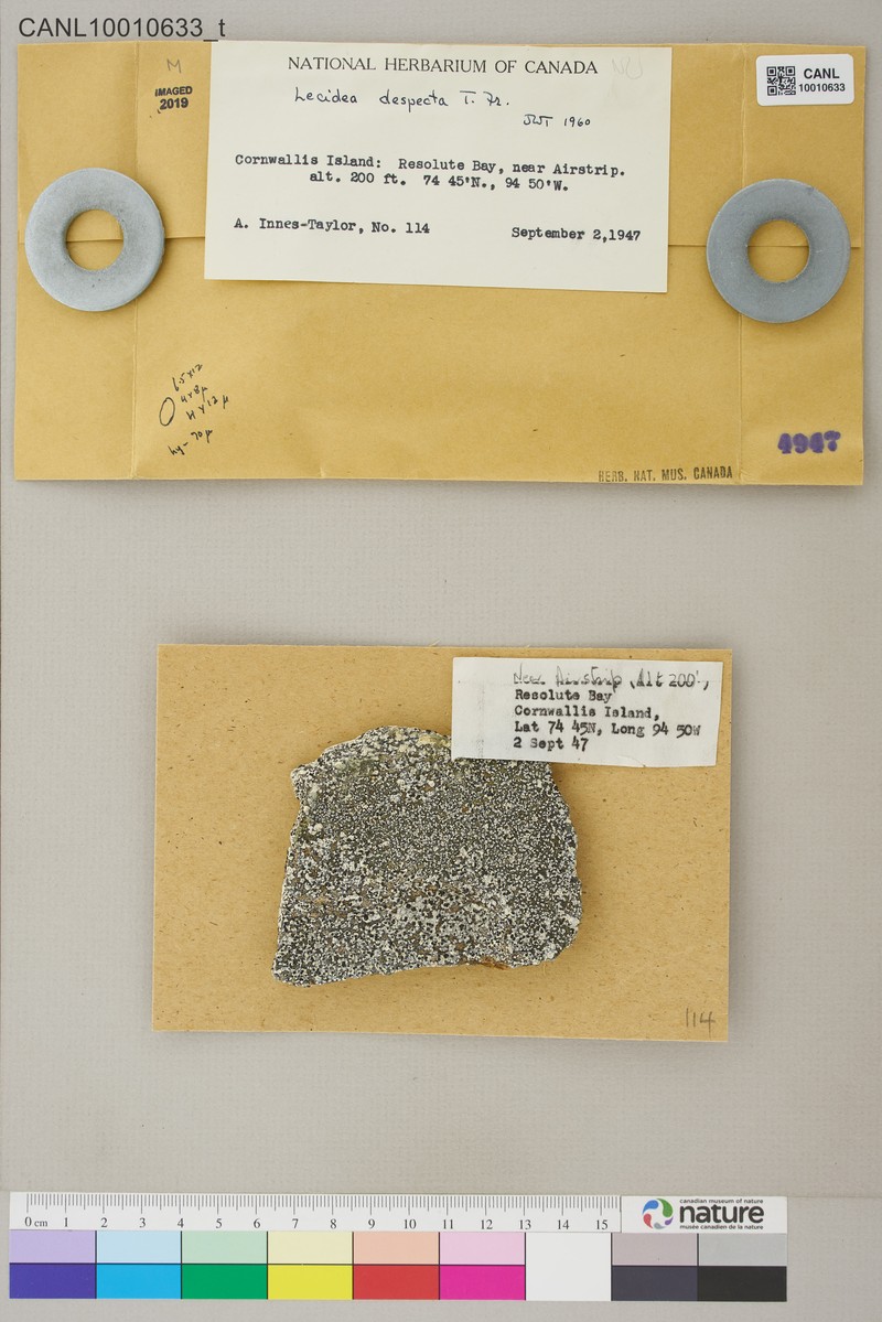 Lecidea Lichen photo 4