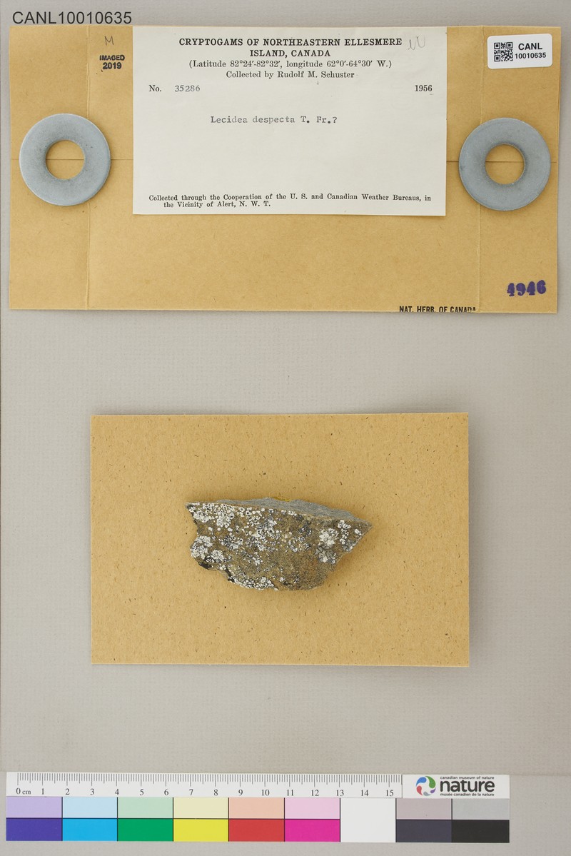 Lecidea Lichen photo 5