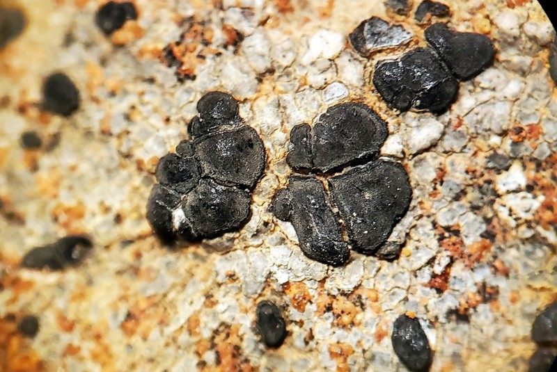 Lecidea Lichen